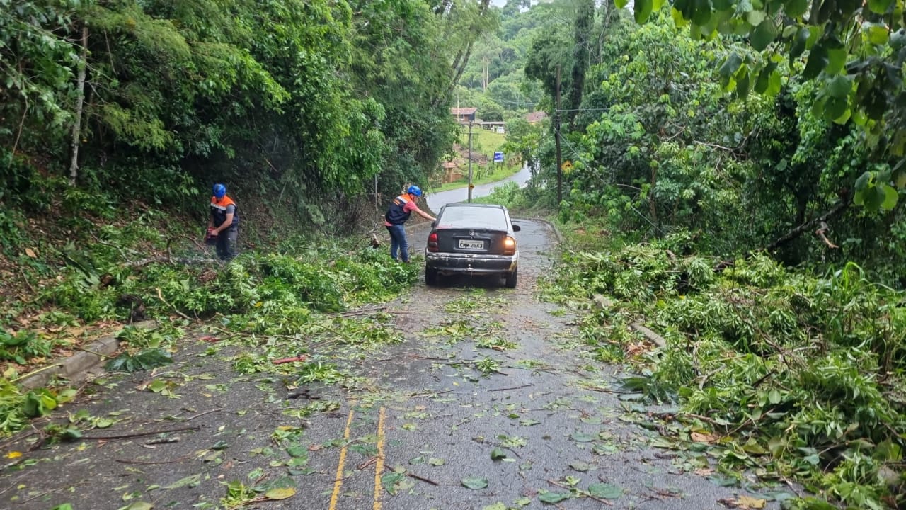 Chuva forte com vento derruba 40 árvores em Santo Antônio do Pinhal