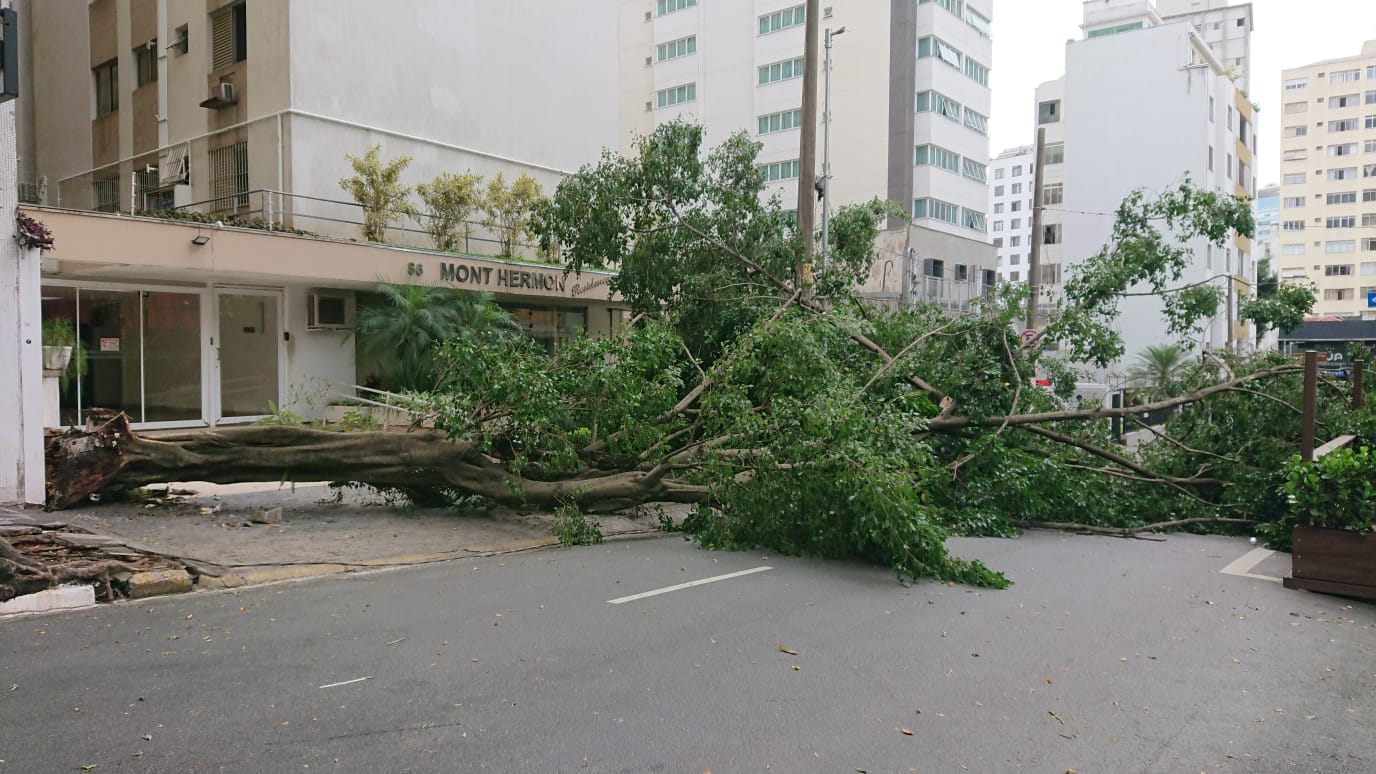 Árvore cai sobre carro e impede trânsito na Rua Fernando de Albuquerque