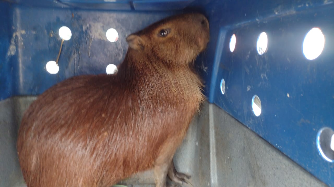 Capivara é resgatada em Taubaté