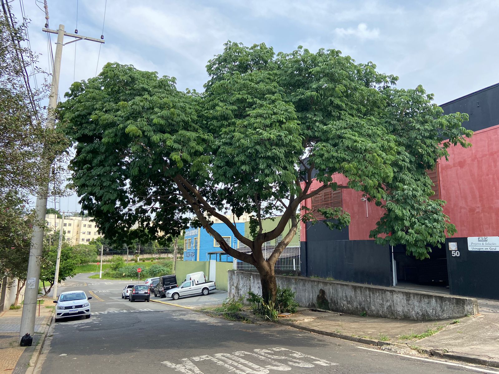 Raiz de árvore provoca rachaduras e buracos em calçada de Campinas