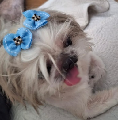 Cachorra tem língua cortada durante banho e tosa em Pet Shop de São José