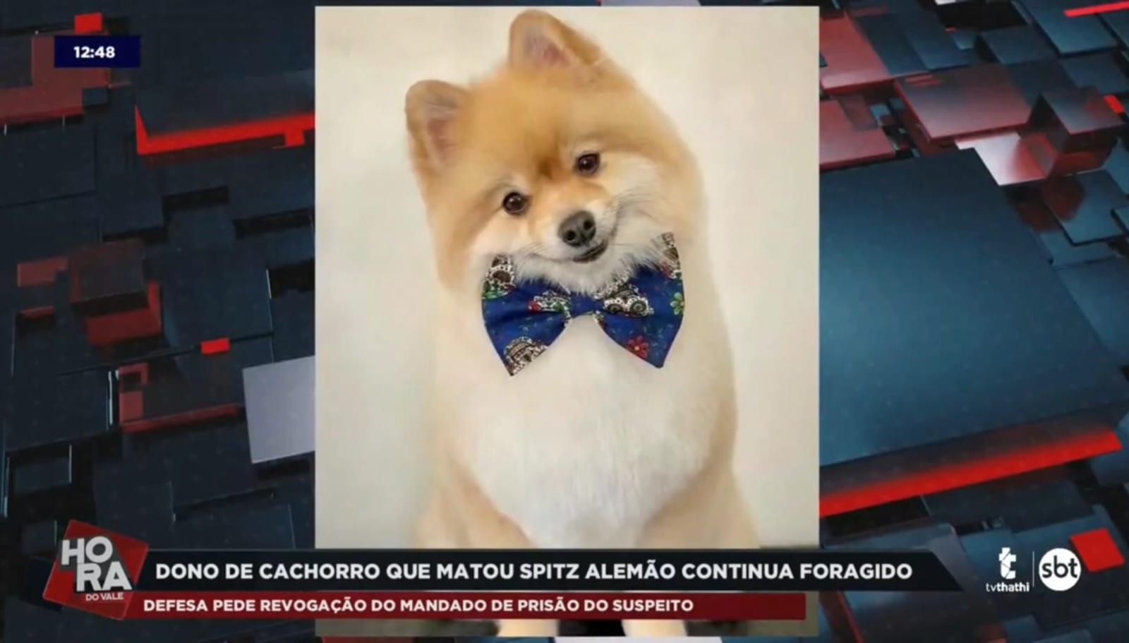 Justiça nega recurso do tutor do Bull Terrier que atacou o cão Fox