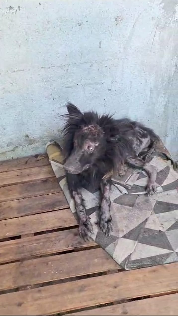 Cão em situação de maus-tratos é resgatado em Guaratinguetá