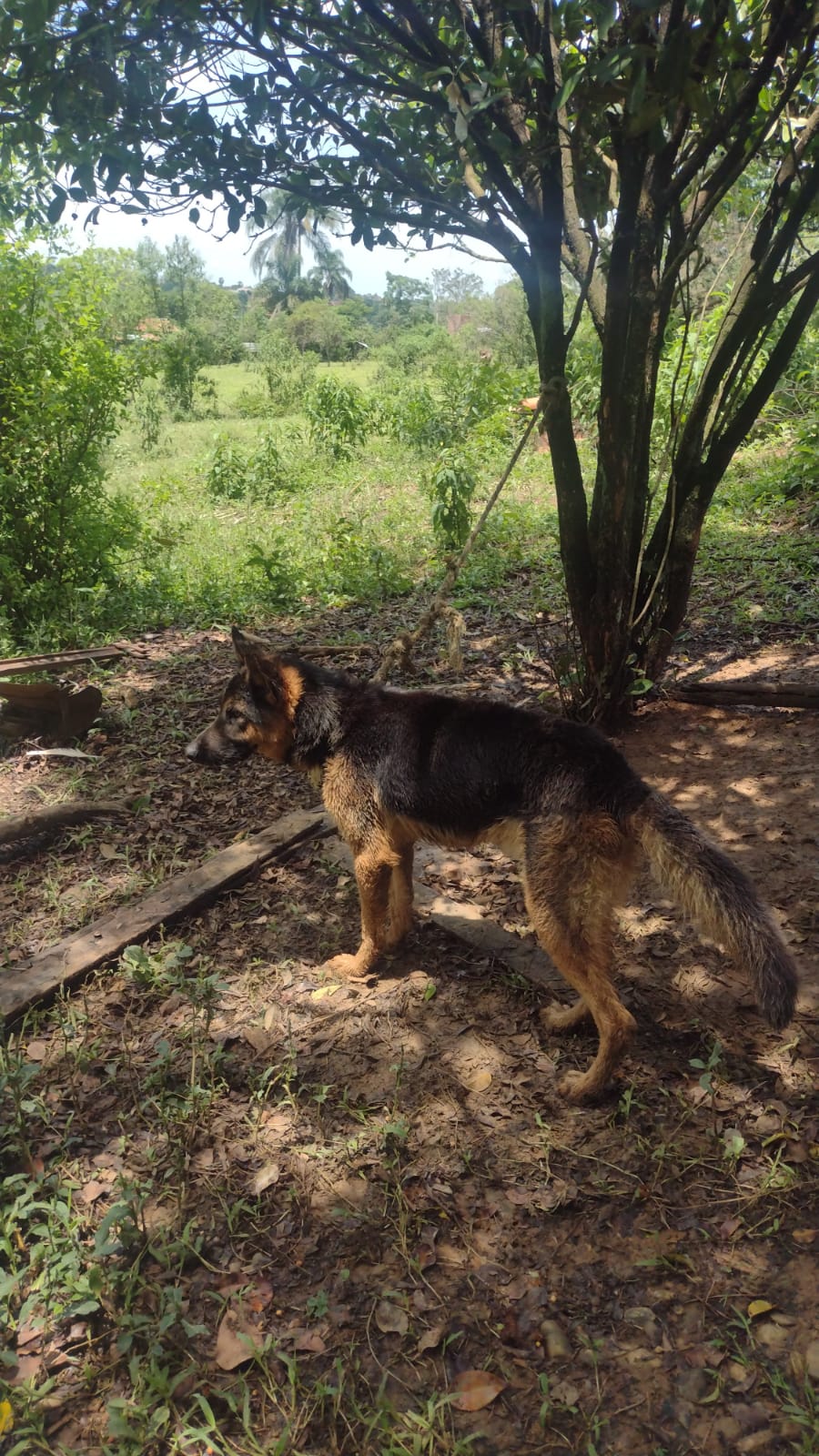 Filhote é resgatado de situação de maus-tratos em Guaratinguetá