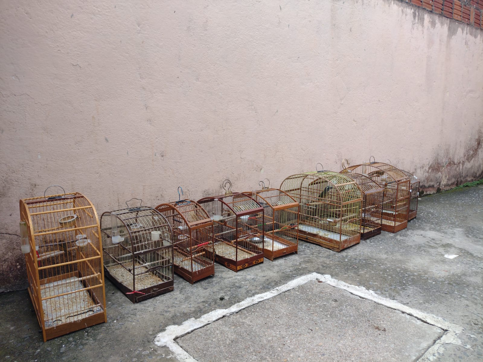 Aves sem identificação são resgatadas em Canas