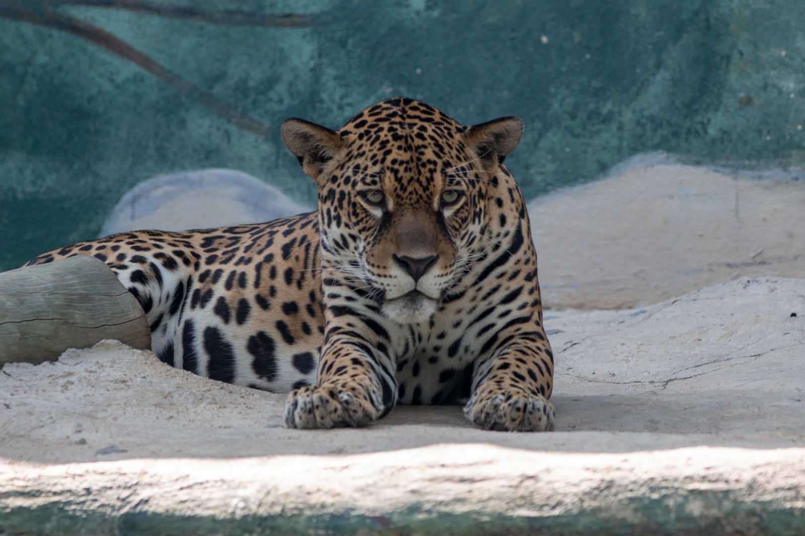 onça-pintada Suri no Projeto Selva Viva