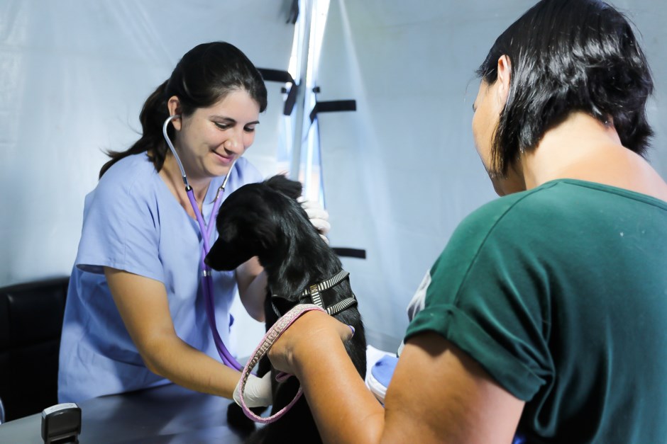 Inscrições para castramóvel abrem nesta quinta em São José