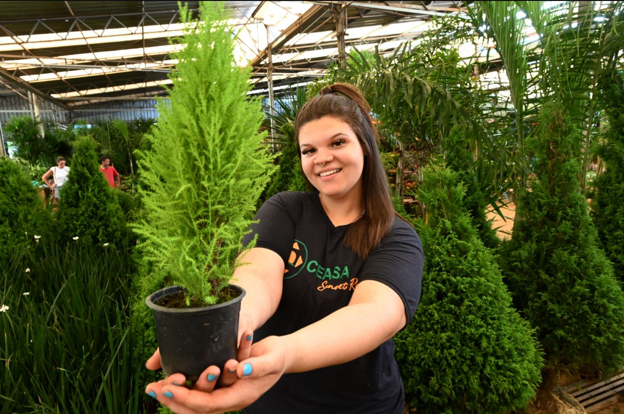 Ceasa inicia temporada de vendas de pinheiros para o Natal