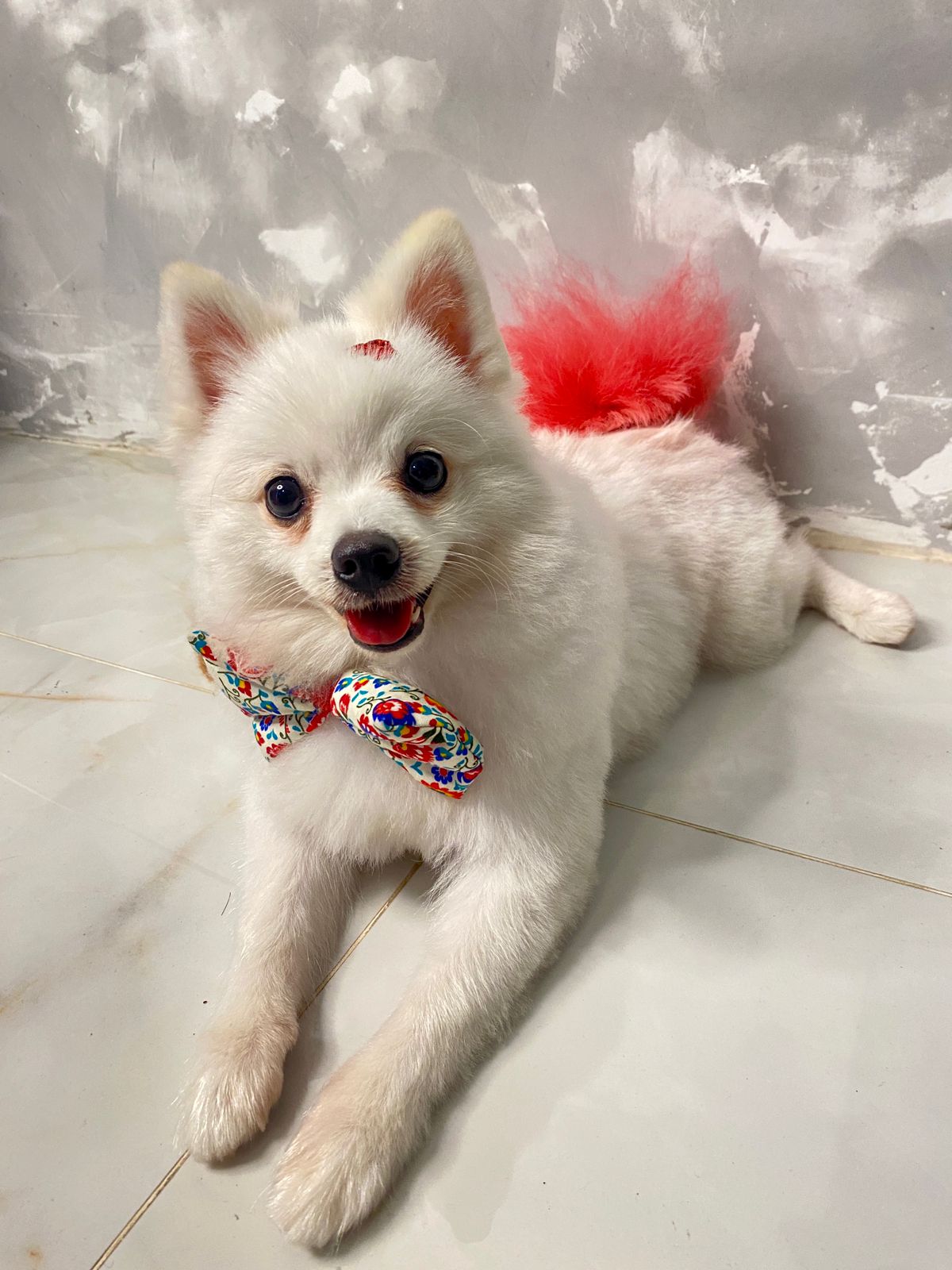 Mulher é presa após resgatar o cão e pedir dinheiro para devolvê-lo em Americana