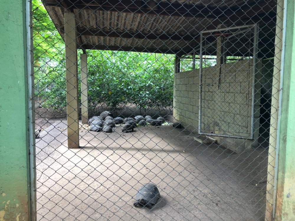 Polícia investiga morte de ema no zoológico de Araçatuba
