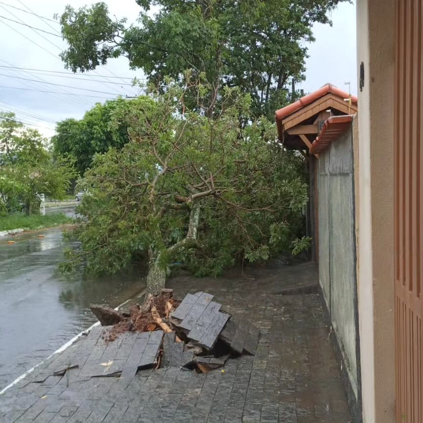 Chuva causa quedas de árvores em diversos bairros de Taubaté