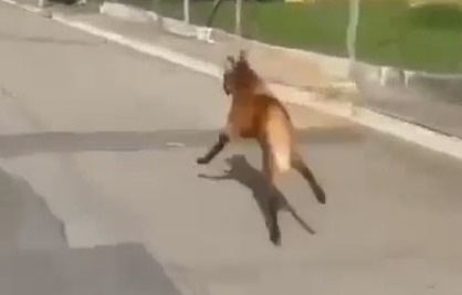 Lobo-guará é visto nas ruas de Caçapava