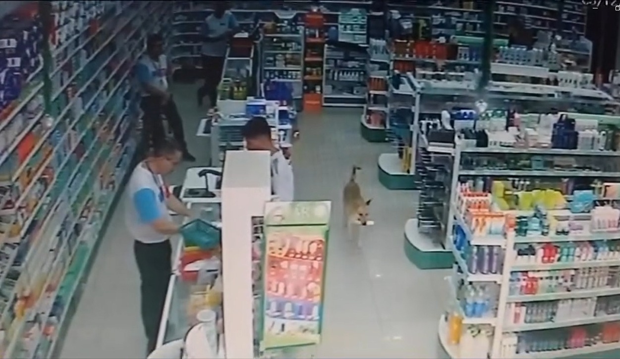 Cachorro é flagrado “furtando” farmácia em Guaratinguetá; veja o vídeo